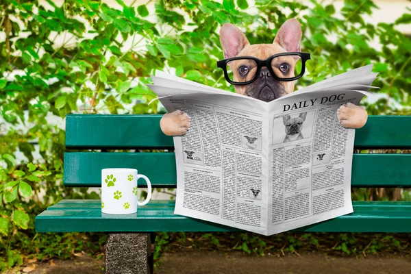 Hund liest Zeitung — Stockfoto