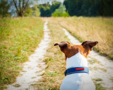 köpek arıyorum ve izlerken 