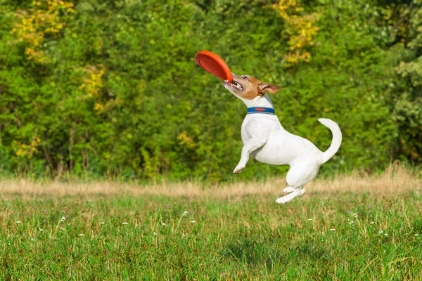 Hund och ägare spelar — Stockfoto