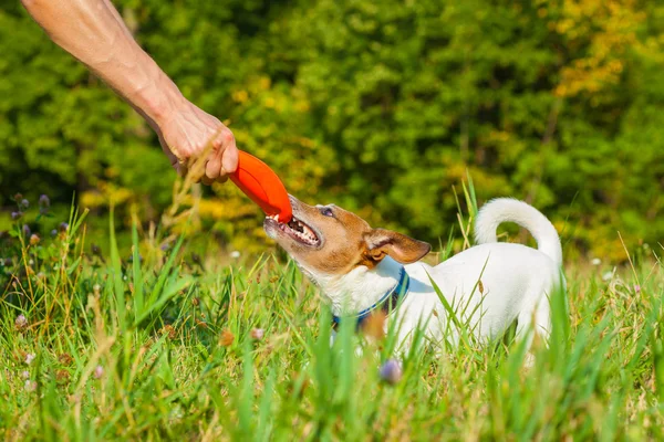 Cão e proprietário jogando — Fotografia de Stock