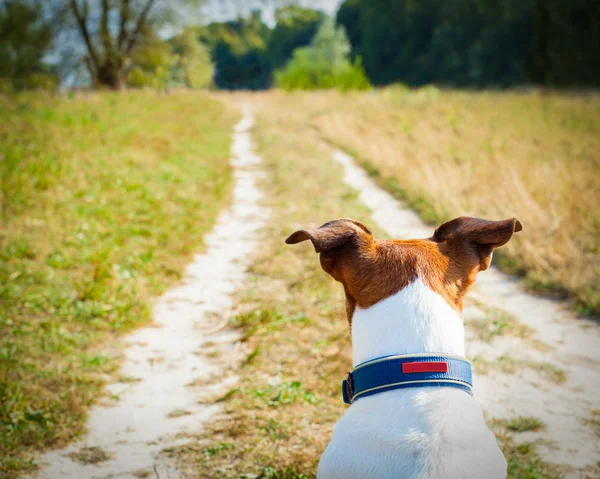 köpek arıyorum ve izlerken 