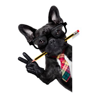 Office çalışan köpek