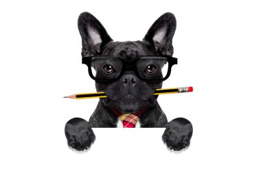 Office çalışan köpek