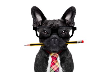 Office çalışan köpek