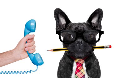 Office çalışan köpek
