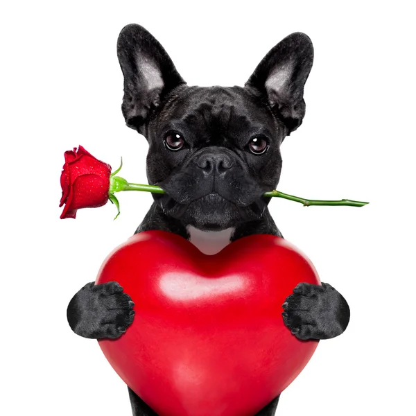 Walentynki róża pies — Zdjęcie stockowe