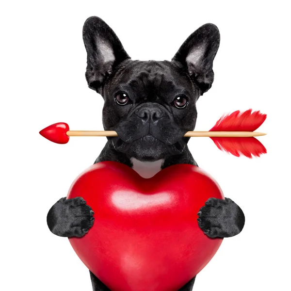 Valentines pijl hond — Stockfoto