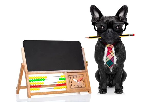 Office worker dog — Stock Photo, Image