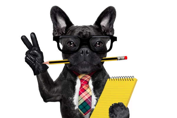 Office worker dog — Stock Photo, Image