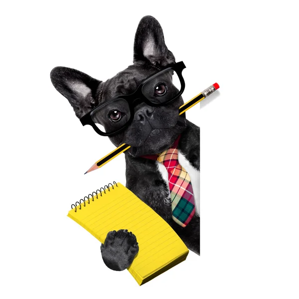 Cão trabalhador escritório — Fotografia de Stock