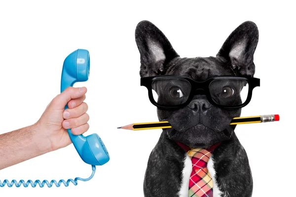 Office çalışan köpek