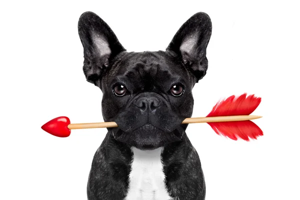 Valentines flecha perro — Foto de Stock