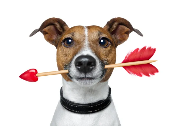 Valentines dog — Stock Photo, Image