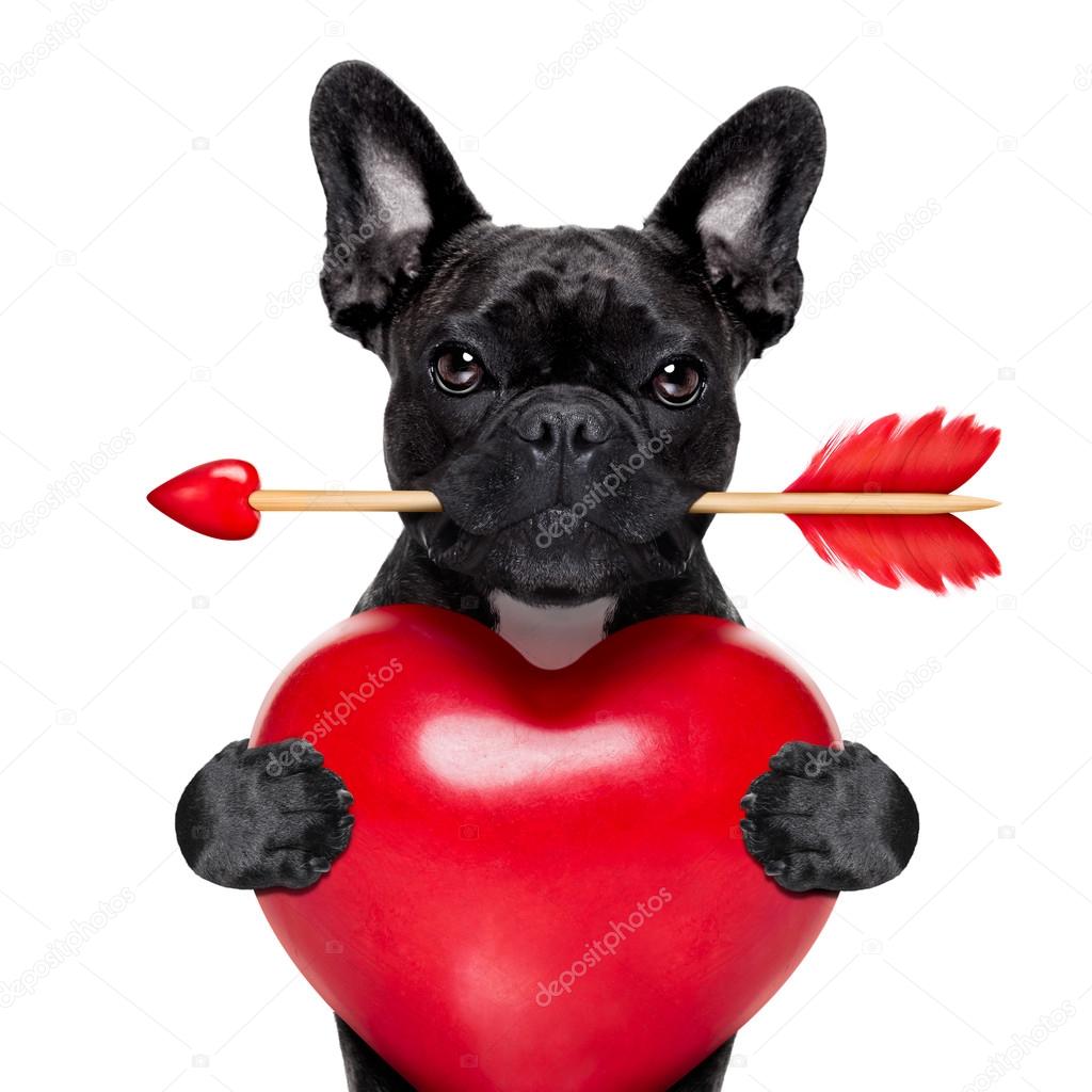 valentines arrow dog