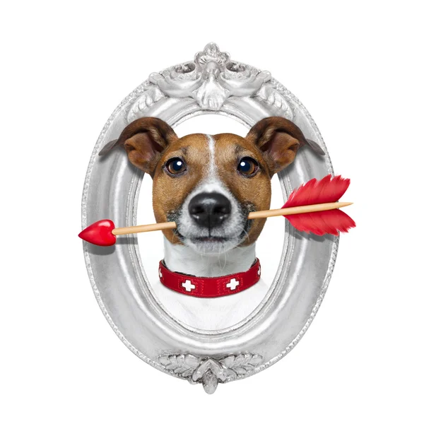 Valentines pijl hond in frame — Stockfoto