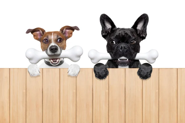 Couple of dogs with bones — Stock Photo, Image