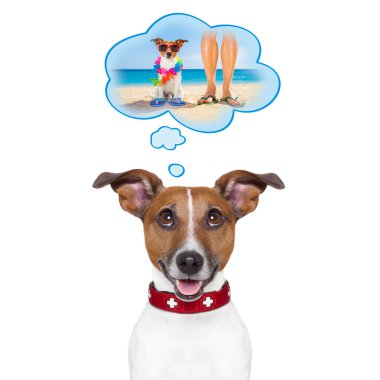 yaz tatil köpek