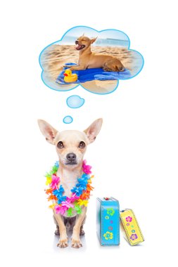 yaz tatil köpek