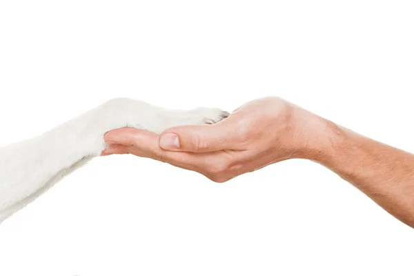 Handskakning för hund och ägare — Stockfoto
