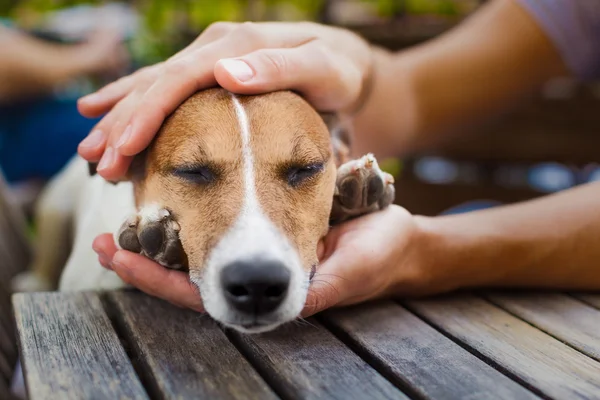 Besitzer streichelt Hund — Stockfoto