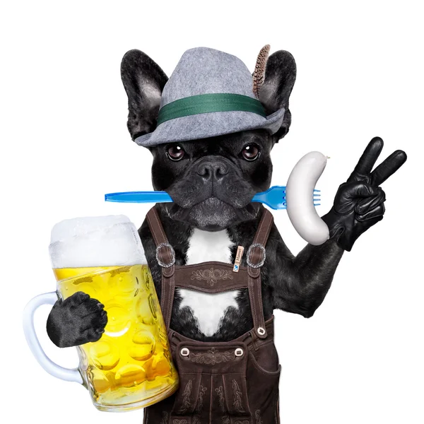 Bavarian beer celebration dog — Stock Photo, Image