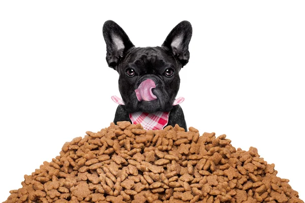 Hungry dog  behind mound food — Stock Photo, Image