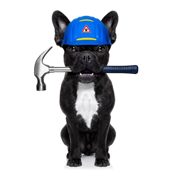 Handyman  hammer dog — Stock Photo, Image