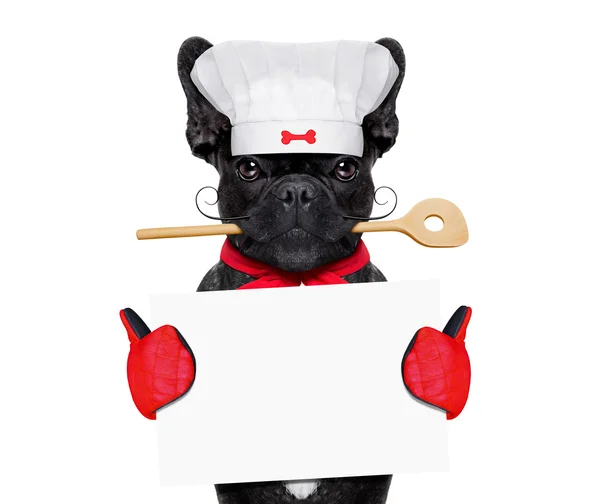 Chef cook dog — Stock Photo, Image