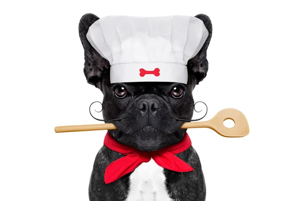 Chef-kok hond — Stockfoto