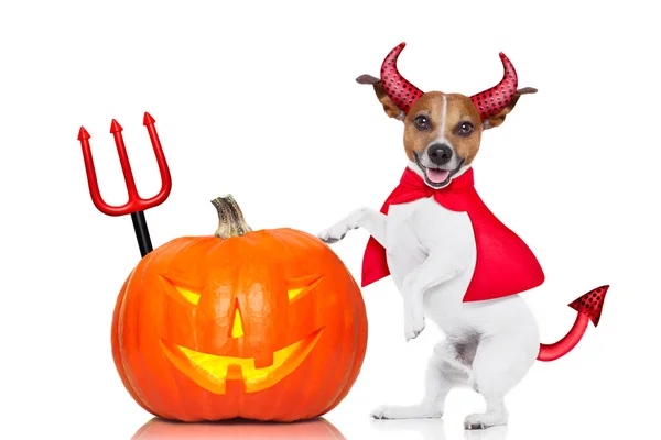 Halloween hund — Stockfoto