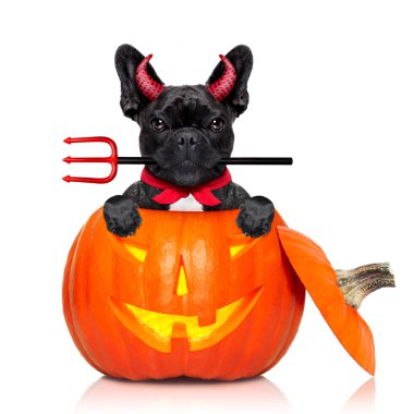 Cadılar Bayramı Balkabağı cadı köpek