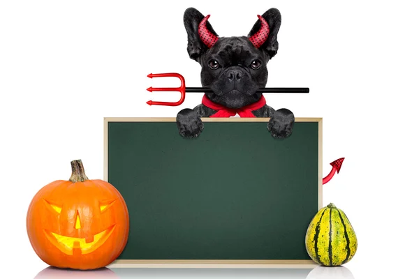 Halloween hund — Stockfoto