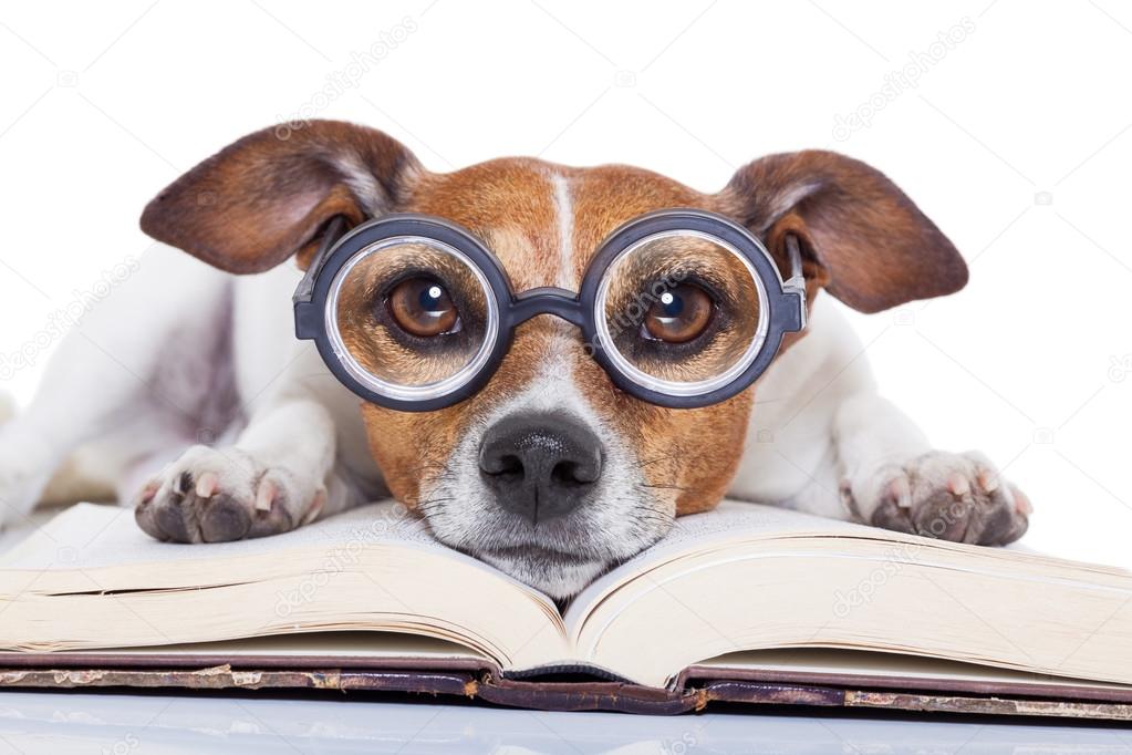 Dog reading books Stock Photo by ©damedeeso 84203048