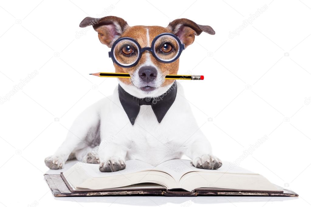 dog reading books