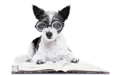 köpek kitap okumak