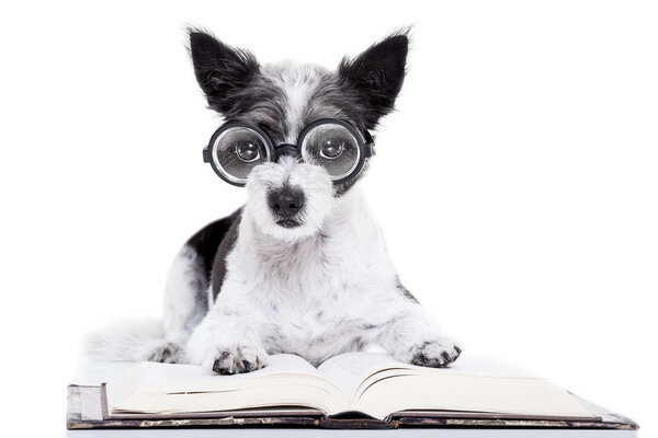 dog reading books