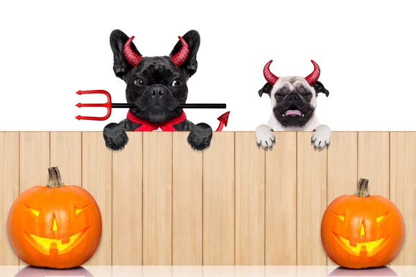 Rangée de chiens d'Halloween — Photo