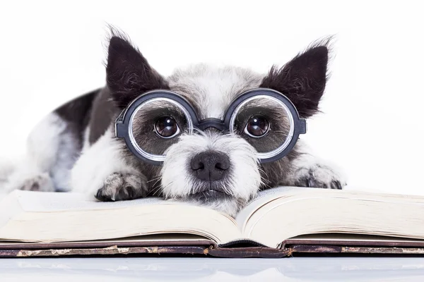 Hond lezen van boeken — Stockfoto