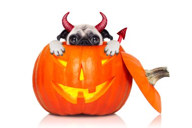 Cadılar Bayramı Balkabağı cadı köpek
