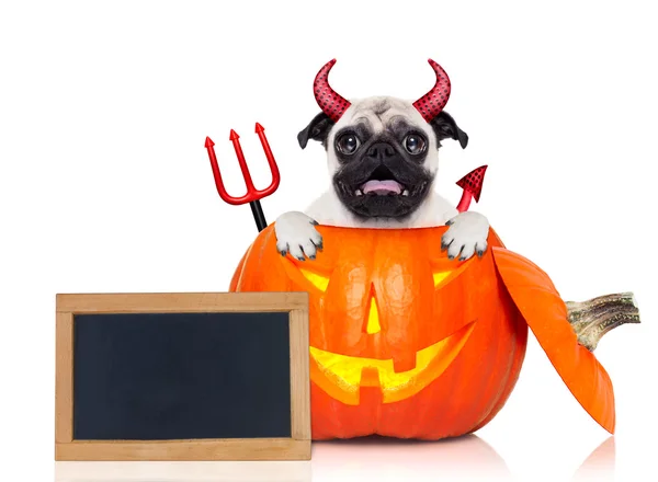 Halloween pompoen heks hond — Stockfoto