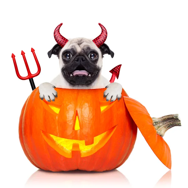 Halloween pumpa häxa hund — Stockfoto