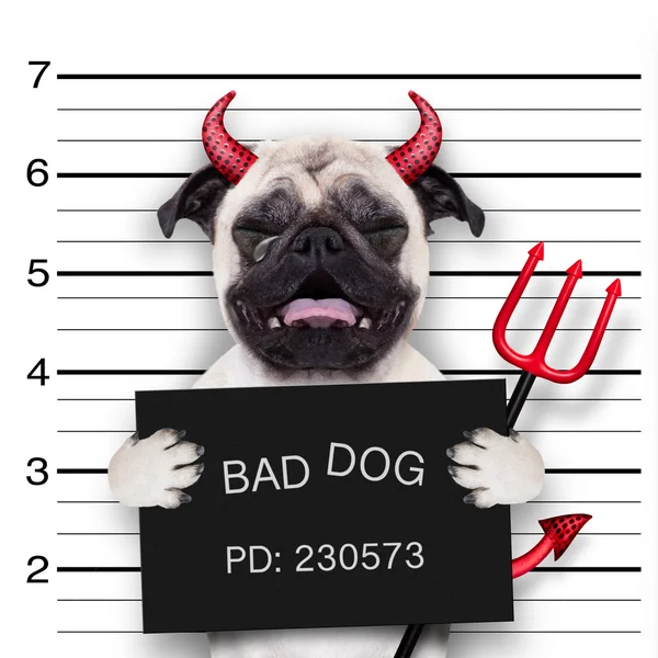 Halloween perro mugshot —  Fotos de Stock