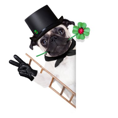 new years eve dog clipart