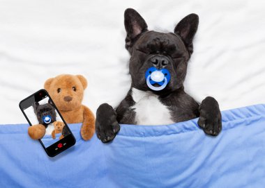 Köpek yatakta uyuyor.