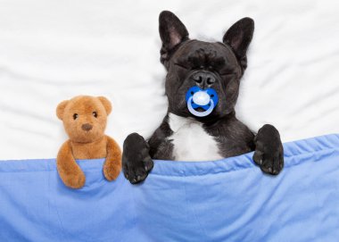 Köpek yatakta uyuyor.