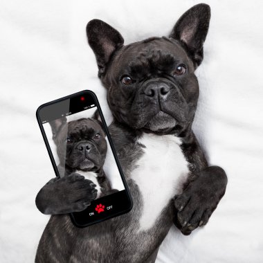 köpek selfie yatakta