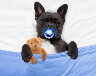 Köpek yatakta uyuyor.