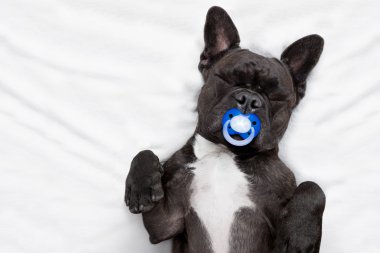 Köpek yatakta uyuyor.