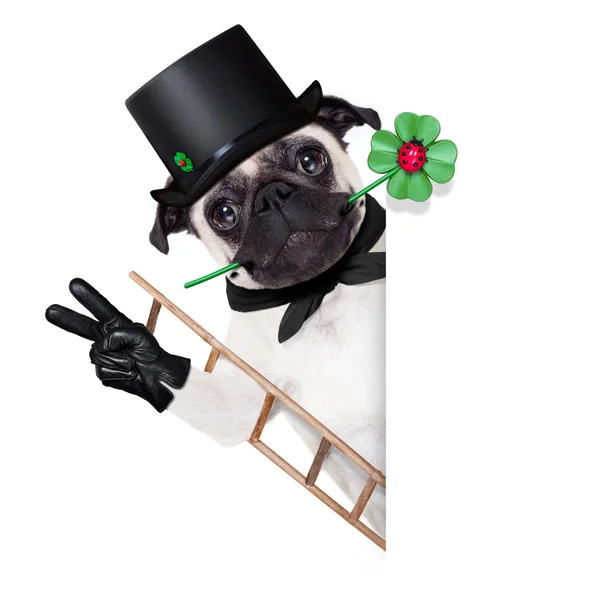 New years eve dog — Stock Photo, Image