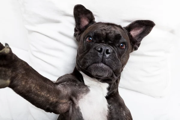 Köpek selfie yatakta — Stok fotoğraf